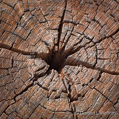 Weathered Stump_72992.jpg - Bosque del Apache National Wildlife Refuge photographed near San Antonio, New Mexico USA.